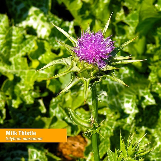Herb Pharm Milk Thistle Seed Liquid 1 Ounce