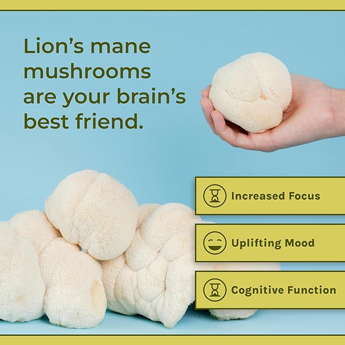 Naturealm Lions Mane Mushroom Supplement - Organic Brain Support for Focus Memory Mental Clarity - Non GMO Cognitive Function - 90 Vegetarian Capsules