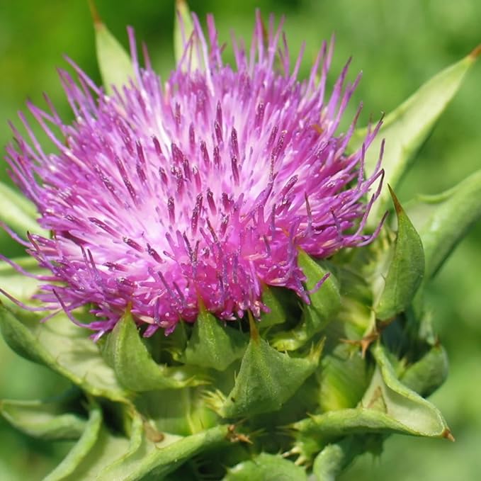 Herb Pharm Milk Thistle Seed Extract w/140 mg 60 Vegetarian